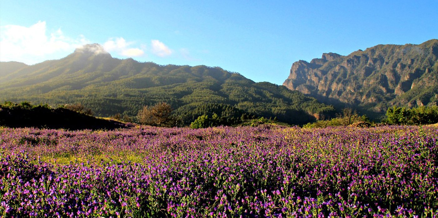San Miguel de La Palma